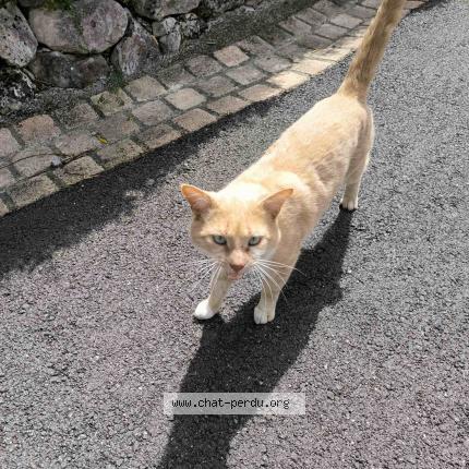 Foto 1/1 Gato encontrado Encontrado en Dremil lafage