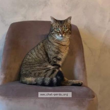 Foto 1/1 Pims Chat perdido en La vieille loye