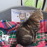 Foto del gato perdido en Coulogne