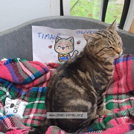 Foto 1/1 Oliver Chat perdido en Coulogne