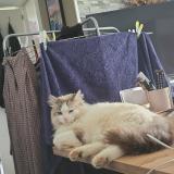 Foto del gato perdido en Couffouleux