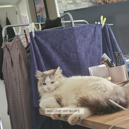 Foto 1/1 Gyzmo Chat perdido en Couffouleux