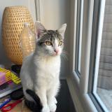 Foto del gato perdido en Villeurbanne