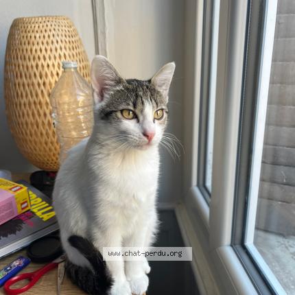 Foto 1/1 Casca Chat perdido en Villeurbanne