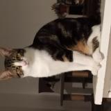 Foto del gato perdido en Parthenay 79200