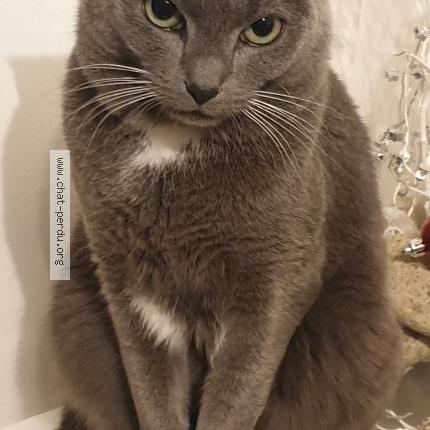 Foto 1/1 Krevet Chat perdido en Le mans