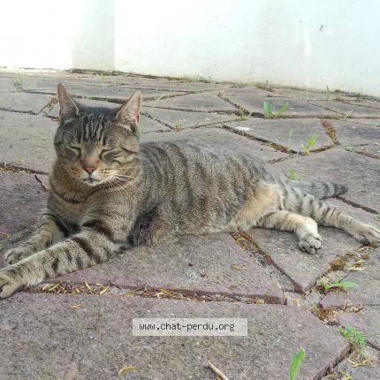 Foto 1/1 Gato encontrado Encontrado en La rocchelle