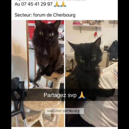 Foto 1/1 Sendoa Chat perdido en Cherbourg en cotentin