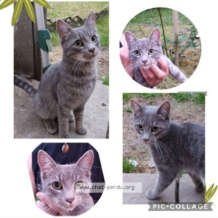 Foto 1/1 Gato encontrado Encontrado en La guerche sur l aubois