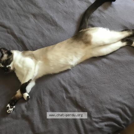 Foto 1/1 Moumou Chat perdido en Le petit quevilly