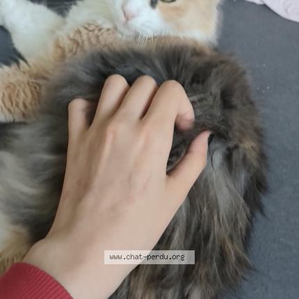 Foto 1/1 Miya Chat perdido en Bonneuil sur marne