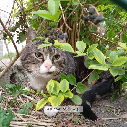 Foto 1/1 Gato encontrado Encontrado en Douai