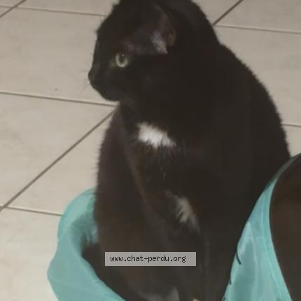 Foto 1/1 Zazou Chat perdido en Froidfond