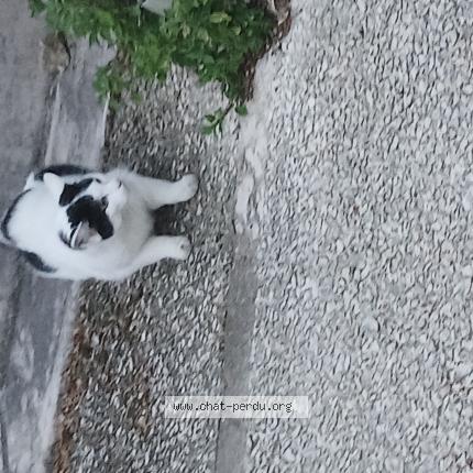 Foto 1/1 Gato encontrado Encontrado en Montamise