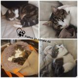 Foto del gato perdido en Rouans