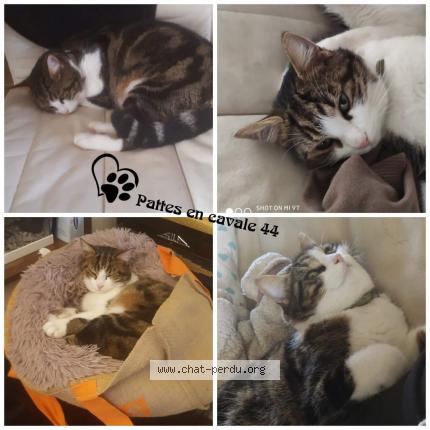 Foto 1/1 Pandore Chat perdido en Rouans