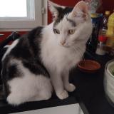 Foto del gato perdido en Le Gua