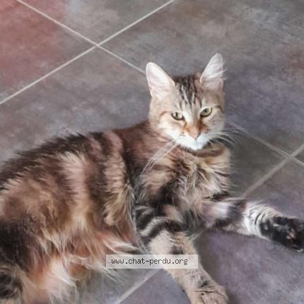 Foto 1/1 Minnie Chat perdido en Cruscades