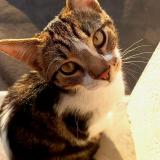 Foto del gato perdido en Bezannes