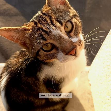 Foto 1/1 Floki Chat perdido en Bezannes