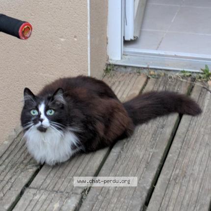 Foto 1/1 Eva ou mimine Chat perdido en St orens de gameville