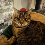 Foto del gato perdido en Serent