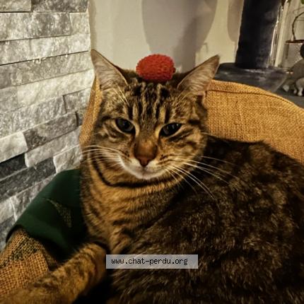 Foto 1/1 Tempête Chat perdido en Serent