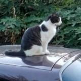 Foto del gato perdido en Saint Jean De Maruejols