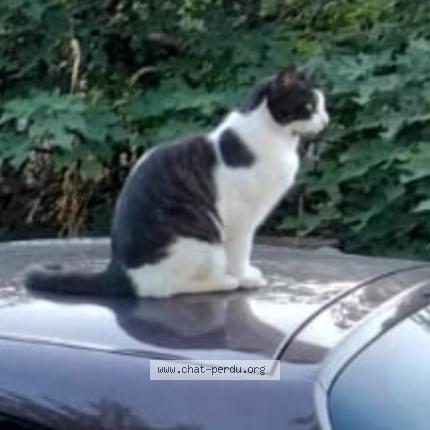 Foto 1/1 Bounty Chat perdido en Saint jean de maruejols