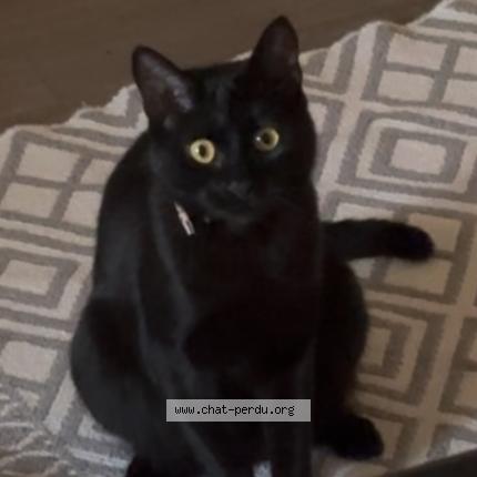 Foto 1/1 Blacky Chat perdido en Ars sur moselle