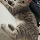 Foto del gato perdido en Perigny Sur Yerres