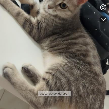 Foto 1/1 Kiara Chat perdido en Perigny sur yerres