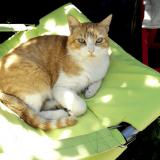 Foto del gato perdido en Ludon Medoc