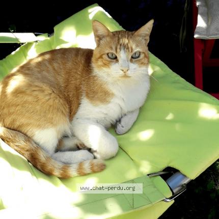 Foto 1/1 WILLY Chat perdido en Ludon medoc