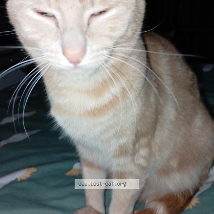 Foto 1/1 Ninja Chat perdido en Creswick