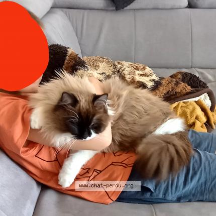 Foto 1/1 Sakina Chat perdido en Sauzet