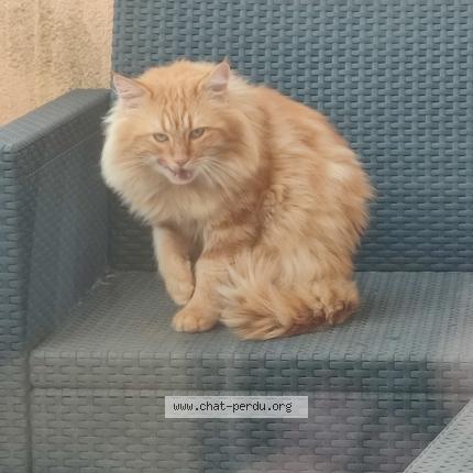 Foto 1/1 Bailey Chat perdido en St aubin