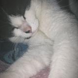 Foto del gato perdido en Itteville