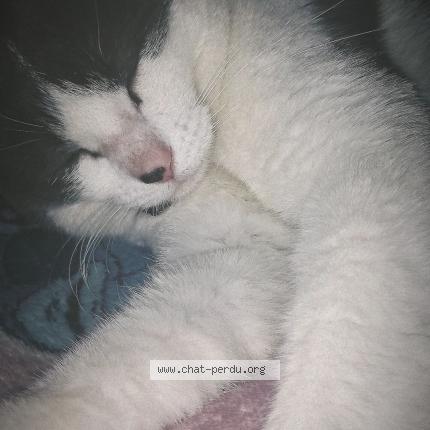 Foto 1/1 Mimine Chat perdido en Itteville