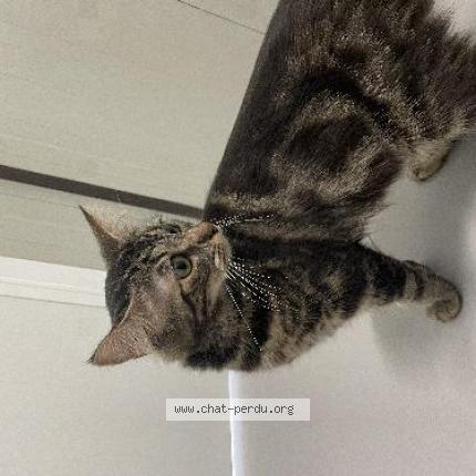 Foto 1/1 Gato encontrado Encontrado en Tourcoing