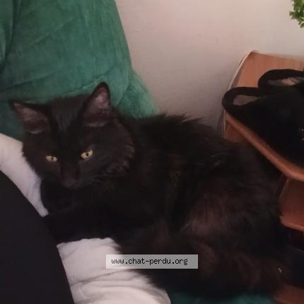 Foto 1/1 Renaud Carine Chat perdido en Niort