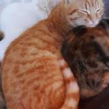 Foto del gato perdido en Limay