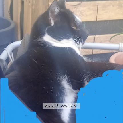 Foto 1/1 Zaza choupette Chat perdido en Le blanc mesnil