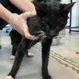 Foto de gato encontrado en Verlinghem