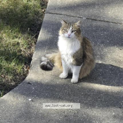 Foto 1/1 Tom Chat perdido en Sherwood park