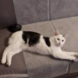 Foto del gato perdido en Kremlin Bicetre