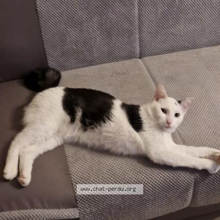 Foto 1/1 Ulys Chat perdido en Kremlin bicetre