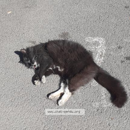 Foto 1/1 Gato encontrado Encontrado en Roubaix