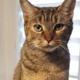 Foto del gato perdido en Les Lucs Sur Boulogne