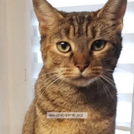 Foto 1/1 Chipie Chat perdido en Les lucs sur boulogne